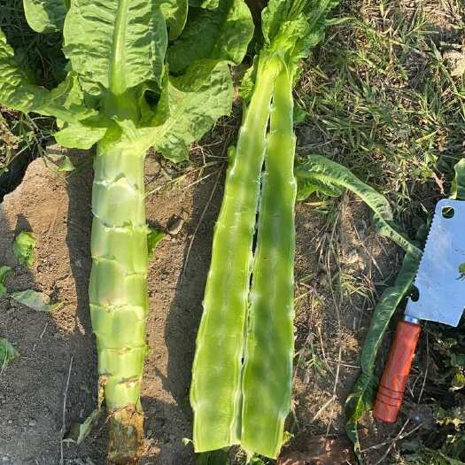 郯城县山东临沂新鲜红叶莴笋 批发优质蔬菜 叶菜类食材