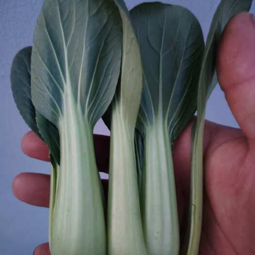商丘上海青，快菜