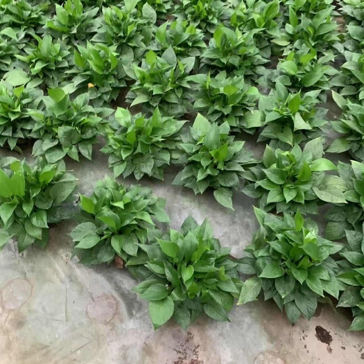 广州各种绿萝盆栽基地直发