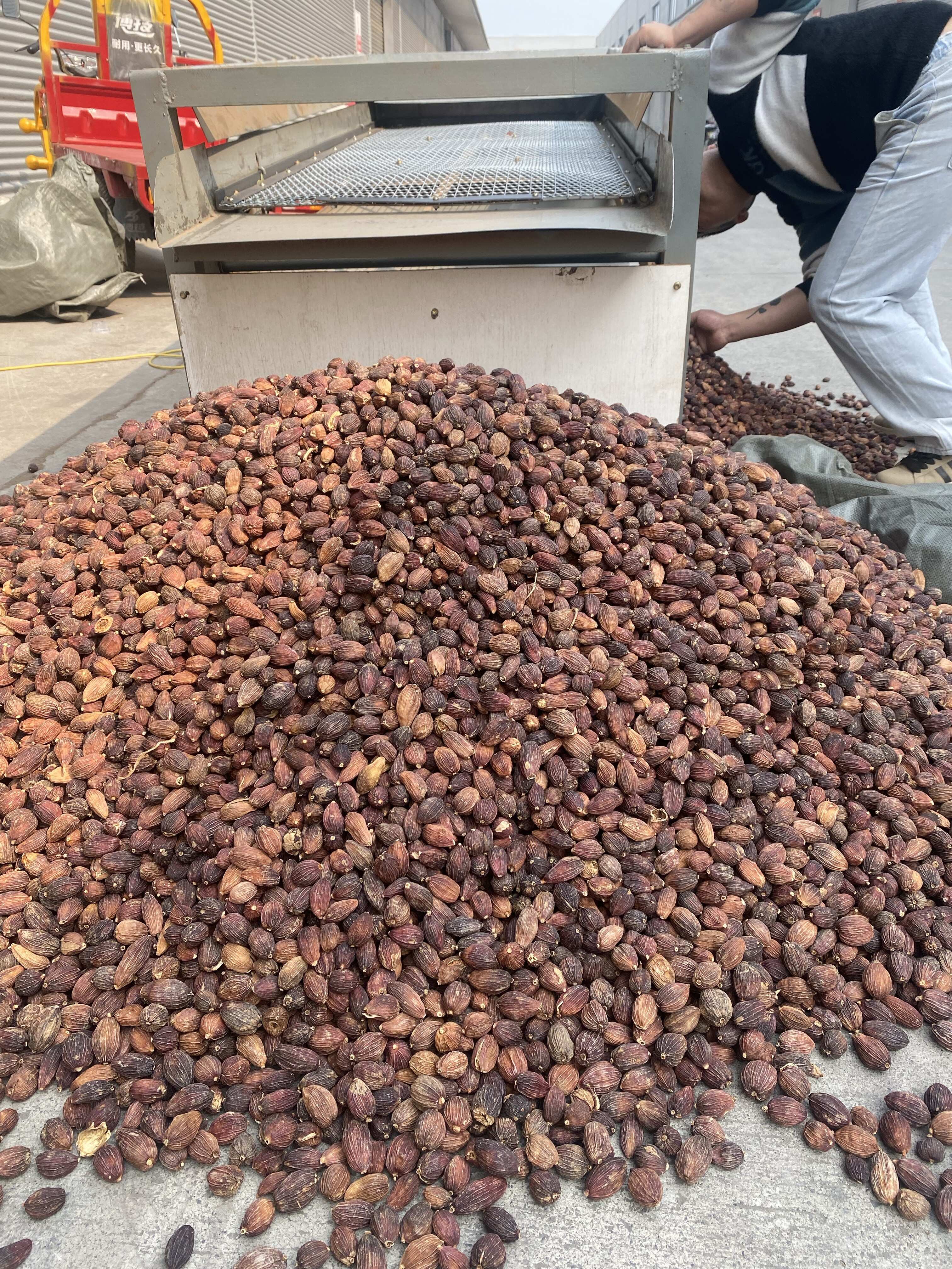 精品草果  过筛人工剪把 电烤大个头草果（手工定制交厂品质