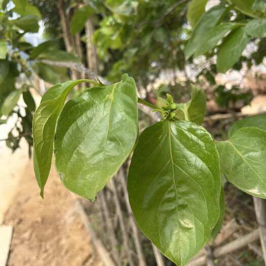 罗定市柿子叶