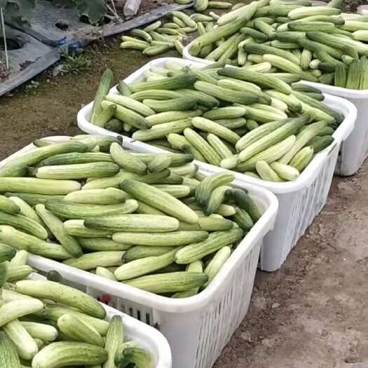 合江县燕白和水果黄瓜