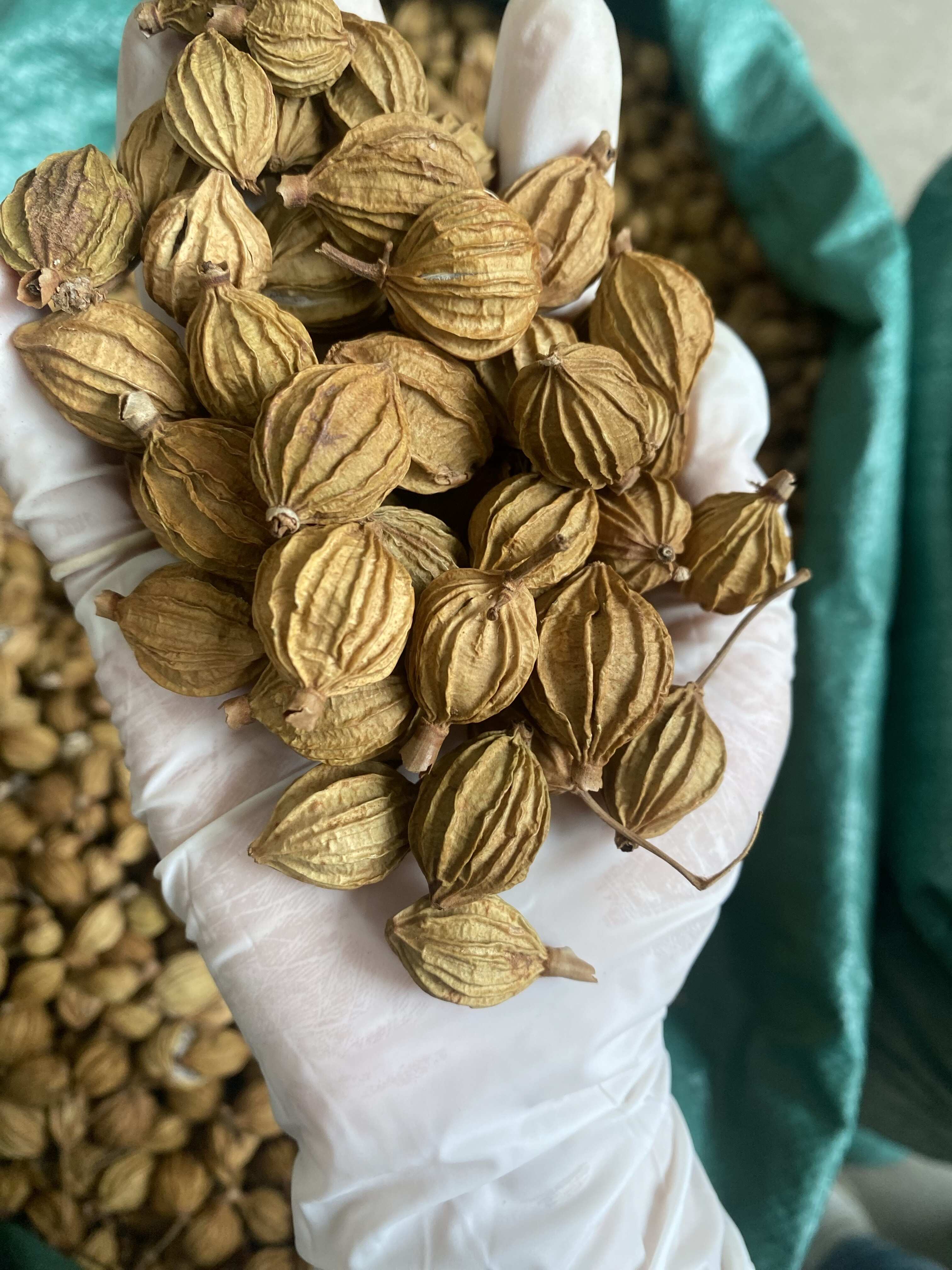 精品香砂  颜色好，干度好（手选0开口）