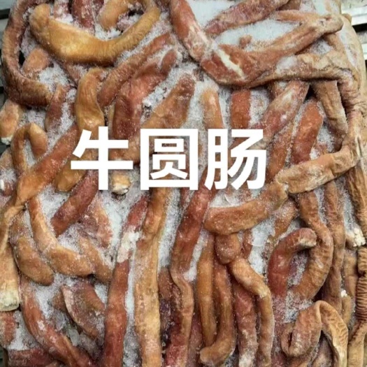 牛圆肠