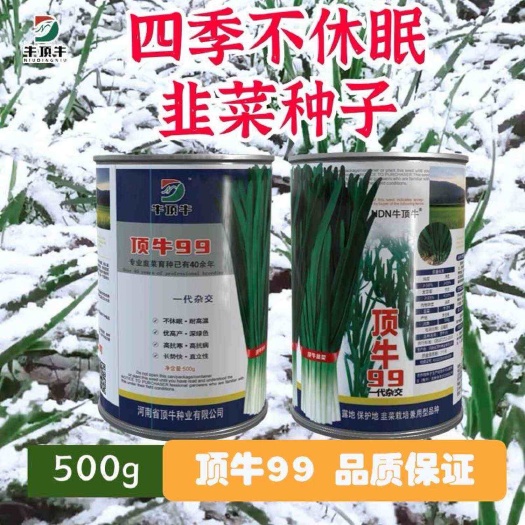 顶牛99  一代杂交韭菜种子速生长大田基地种植高产抗病韭菜种