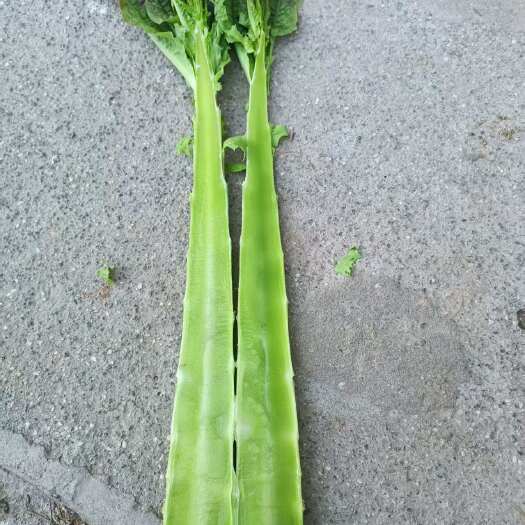 全州县大量红叶莴笋上市