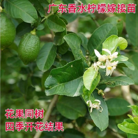 灵山县广西灵山香水柠檬苗一年四季结果