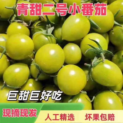 莘县山东青甜2号青田圣女果青口蜜果玲珑小番茄小柿子千禧圣女果贝贝