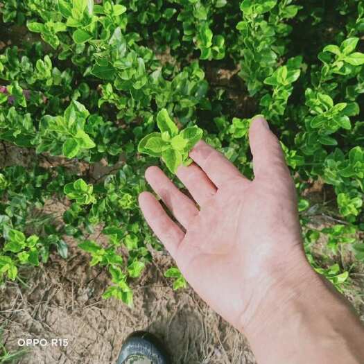 沭阳县卫茅树苗规格齐全庭院耐寒绿化
