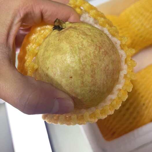 广州增城区特长胭脂红番石榴
