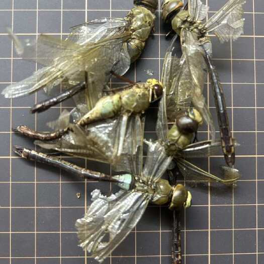 药用干蜻蜓 正品整只蜻蜓干 中药材大雄蜻蜓绿背青背蜻蜓1