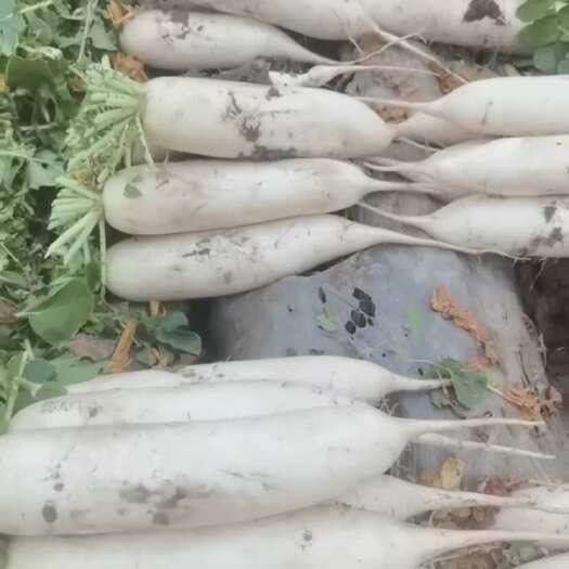 蓬溪县品质不错，大白萝卜.价格低，大量批发