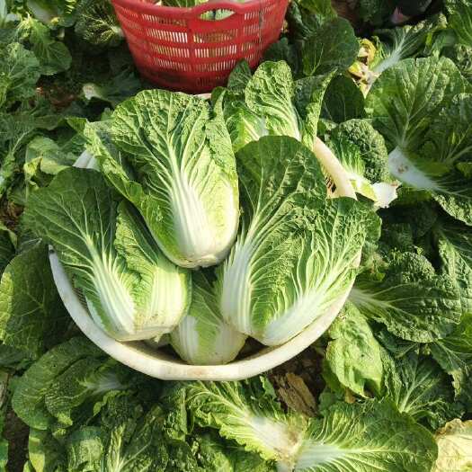 陆良县黄心大白菜