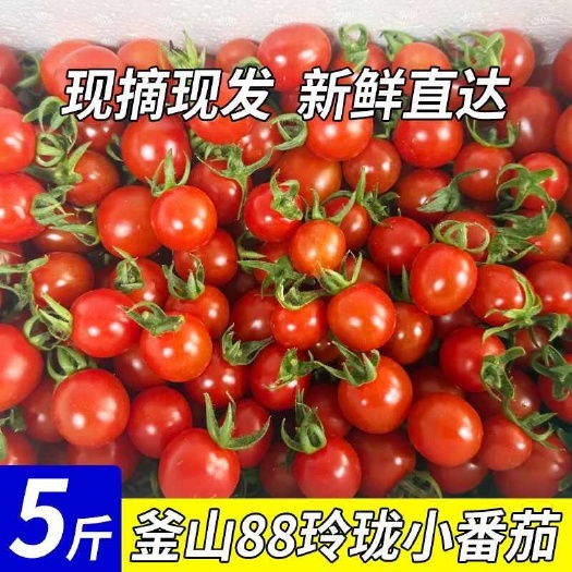 莘县山东釜山88圣女果青甜2号千禧圣女果小番茄小柿子 贝贝圣女果