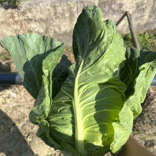 陆良县甘蓝 牛心甘蓝