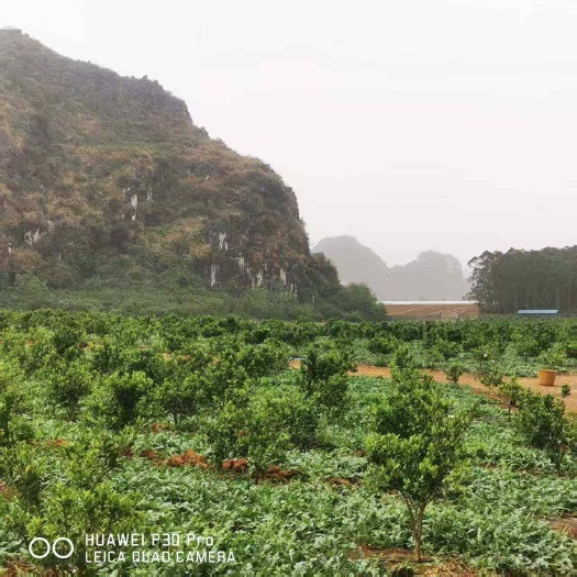 南宁扶绥龙谷弯红江橙果园基地转让