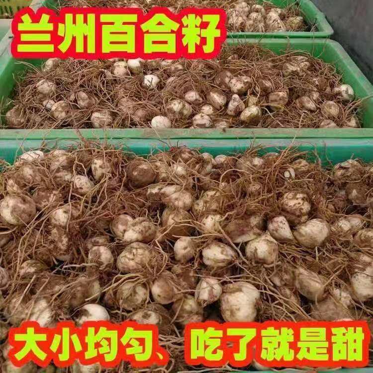兰州百合种球带根小百合口感糯甜甘肃产地发货