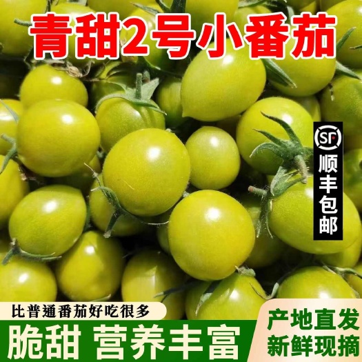 莘县山东青甜小番茄青田2号圣女果贝贝千禧 釜山88圣女果青口蜜果
