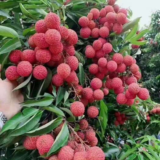 灵山县桂味荔枝