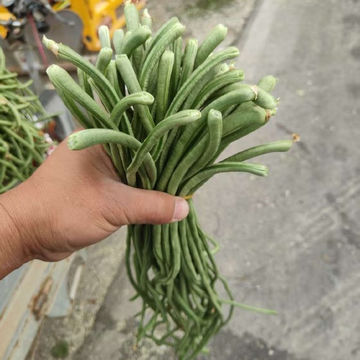 青白条豆角大量供应咸菜厂烘干厂市场大量有货纯一手货源啊