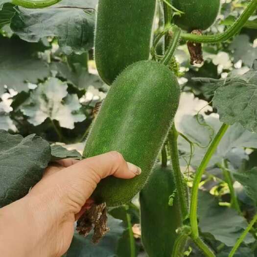 寿光市黑将军冬瓜苗  绿皮小冬瓜苗   黑皮大冬瓜苗  肉质软糯