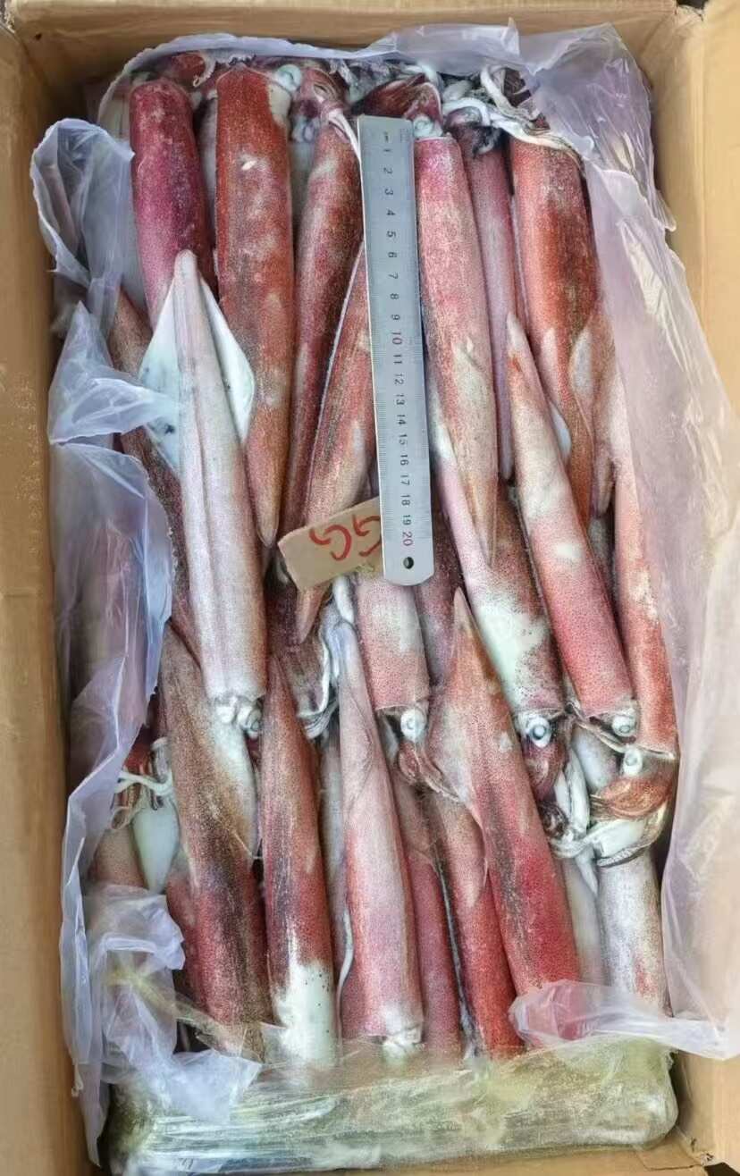 北部湾精品鱿鱼