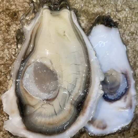 珠海乳山生蚝