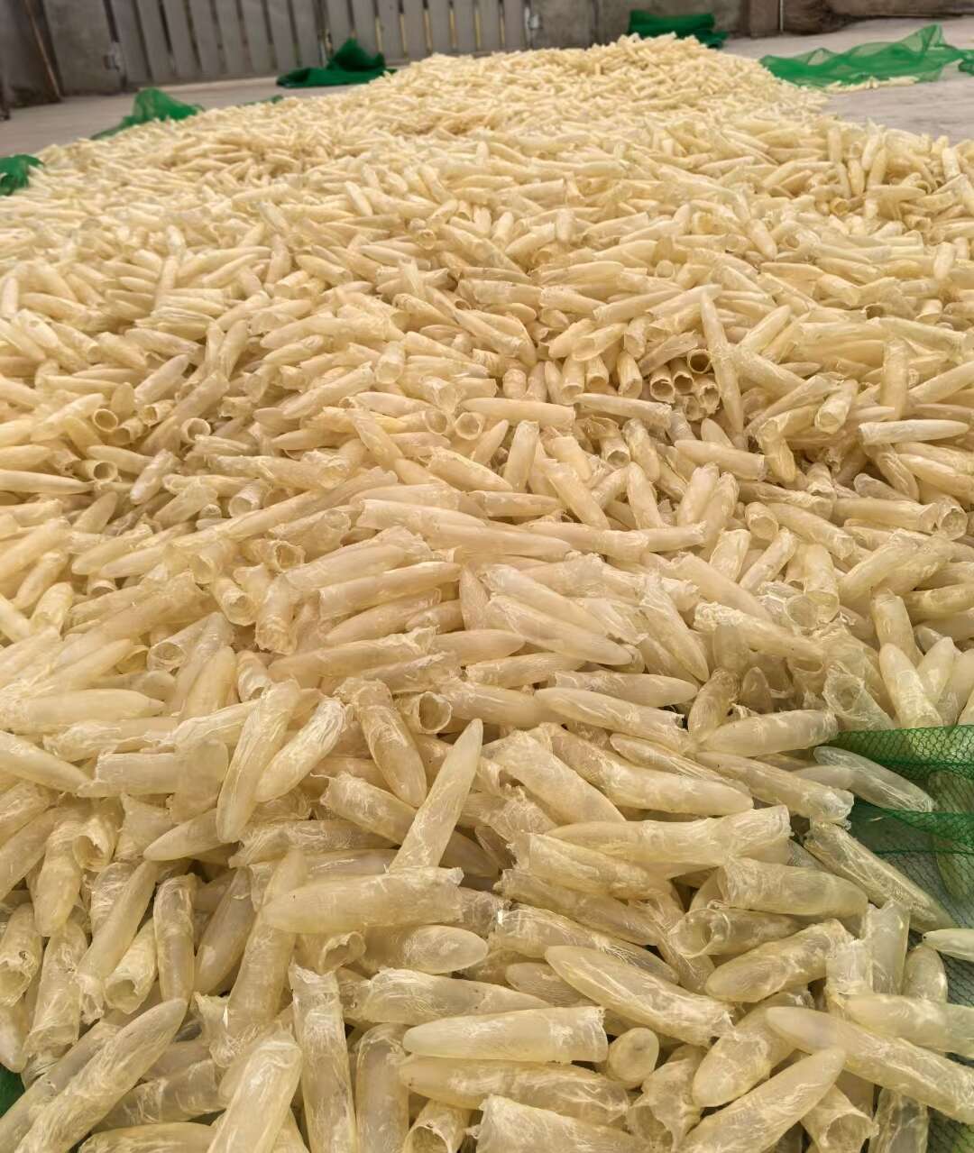 花胶鱼胶黄花胶黄花筒咸水筒鱼胶工厂直销