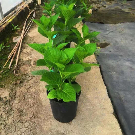 腾冲市无尽夏绣球花苗室外庭院多季开花阳台盆栽花园四季大苗绣球盆栽