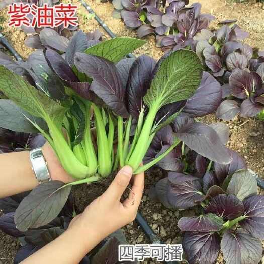 成都紫青梗菜种籽紫油苏州青四季种植高产蔬菜种紫罗兰油蔬菜种子