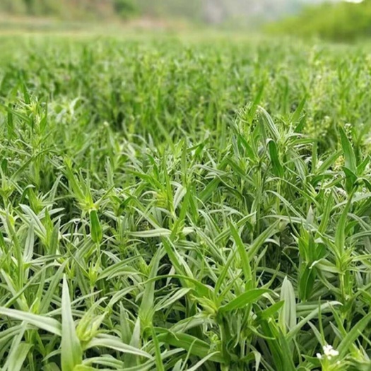 山东聊城莘县新鲜面条菜野菜批发供应