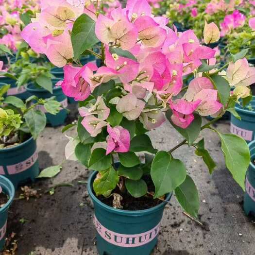 昆明三角梅盆花多色重瓣带盆带土发货