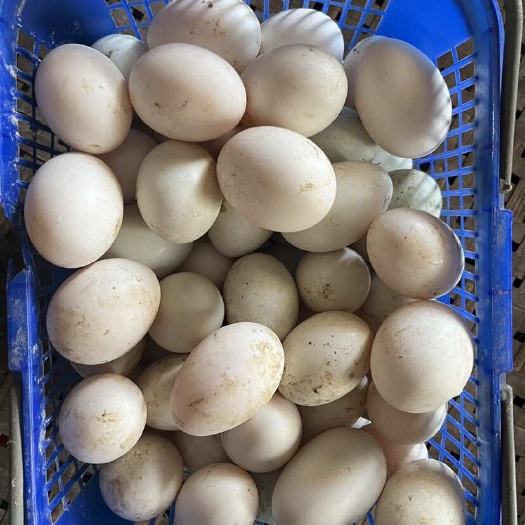 绍兴绍兴上虞新鲜水鸭蛋鸭供应 送货上门 破损包赔