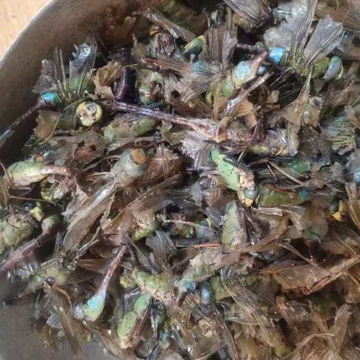 亳州中药材蜻蜓 绿蜻蜓 黄蜻蜓 干蜻蜓 蜻蜓干 药用大蜻蜓 包邮