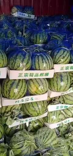 宿州安徽宿州有籽美都西瓜新鲜现摘现发口感甜爽品质优