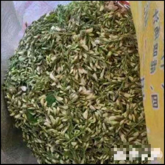 邢台槐花，