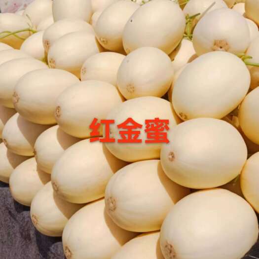 莘县山东省聊城市莘县红金蜜甜瓜基地直供