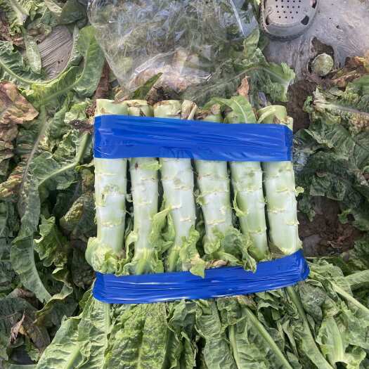 钟祥市湖北尖叶莴笋，毛菜，精品包装，竿子货，削肉净菜。