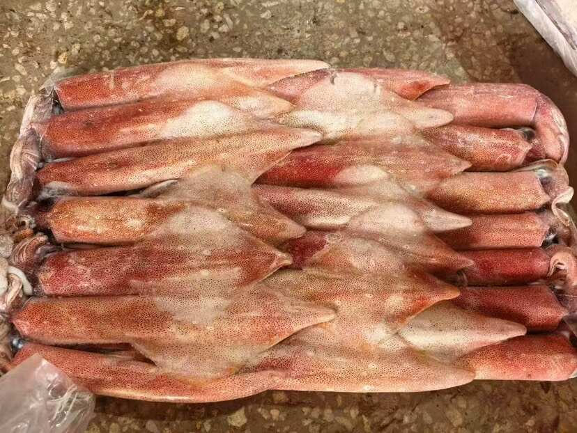 北部湾精品鱿鱼