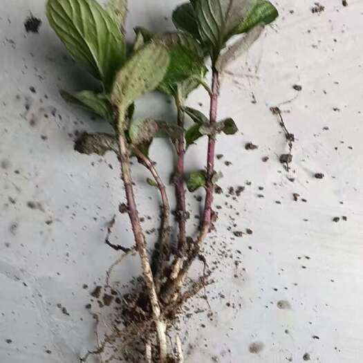 唐河县新鲜食用薄荷叶留兰香薄荷苗四季室内