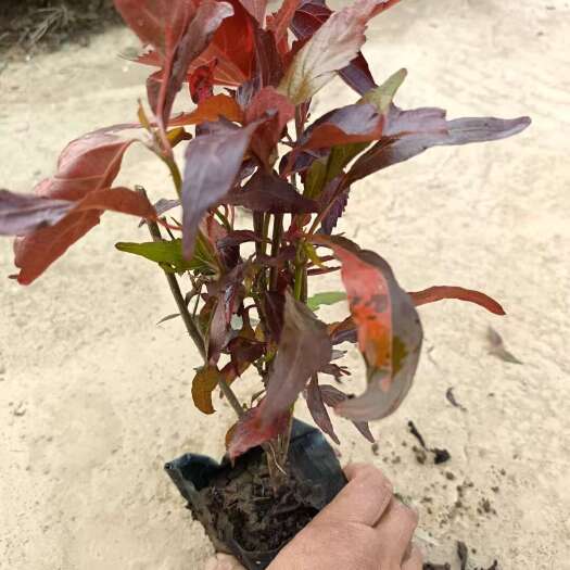 广州精品红桑 基地自产自销