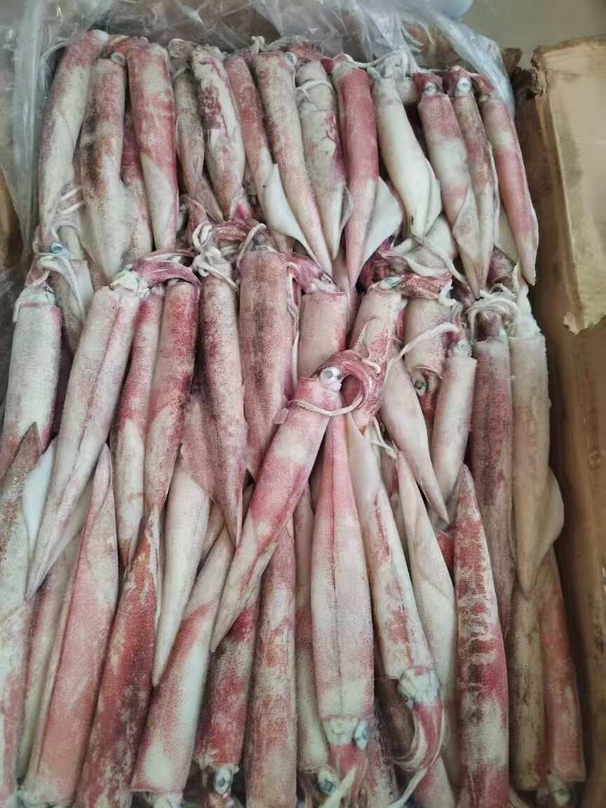 北部湾精品鱿鱼