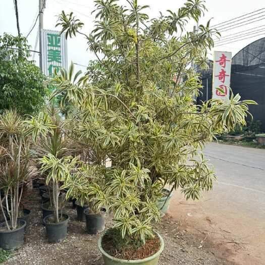 广州大型金边百合竹