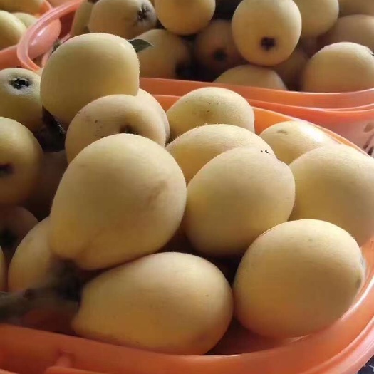 台州白沙枇杷：