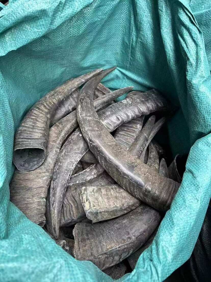 国产正品水牛角，一斤也是批发价，工艺水牛角DIY实心牛角尖