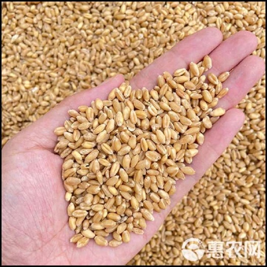 红麦