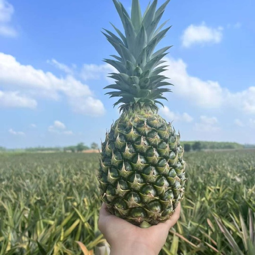 菠萝