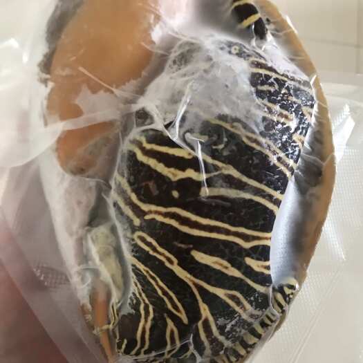 北海顺丰包邮自家渔船一手货源椰子螺黄螺油螺活螺海螺涡螺现捕直冻