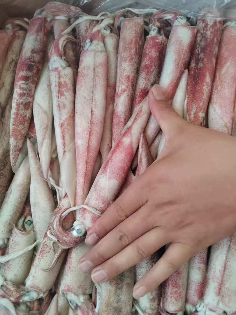 北部湾精品鱿鱼