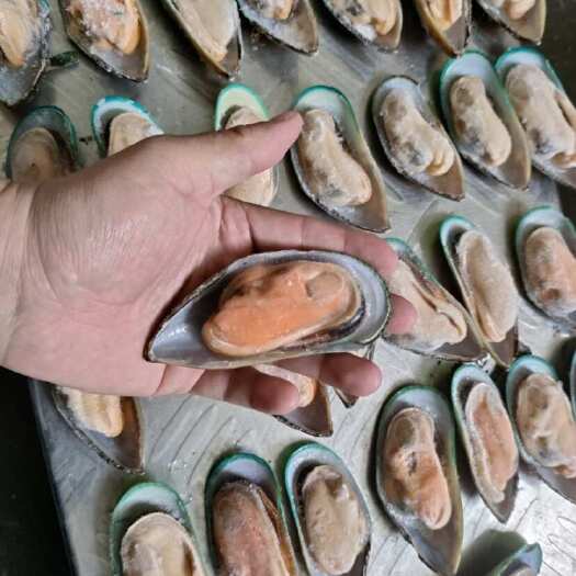 新西兰活冻全壳青口贝半壳青口贝贻贝海鲜自助食材翡翠贻贝